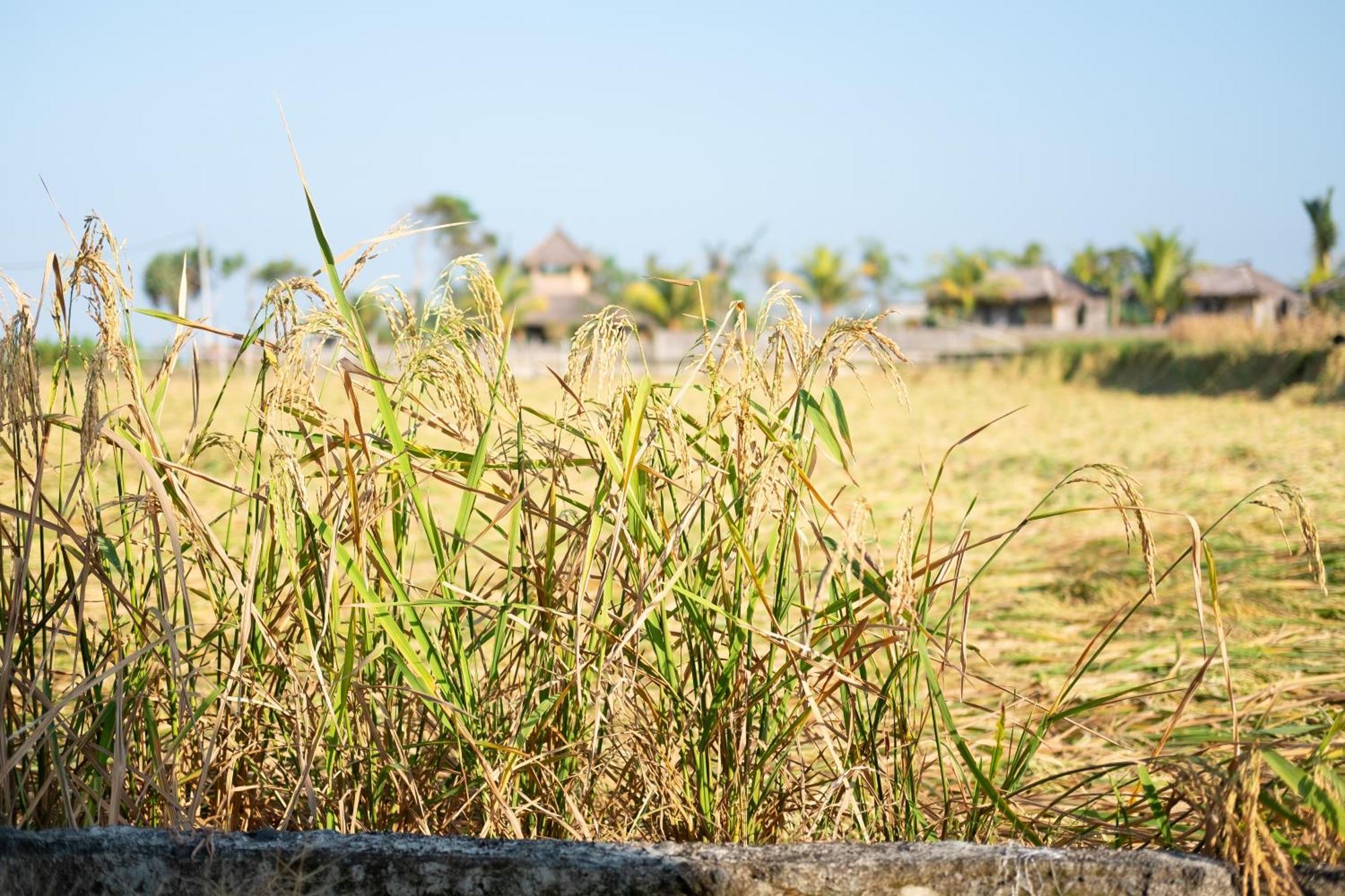 فندق بولوكانفي  Bali Tiger Hideaway المظهر الخارجي الصورة